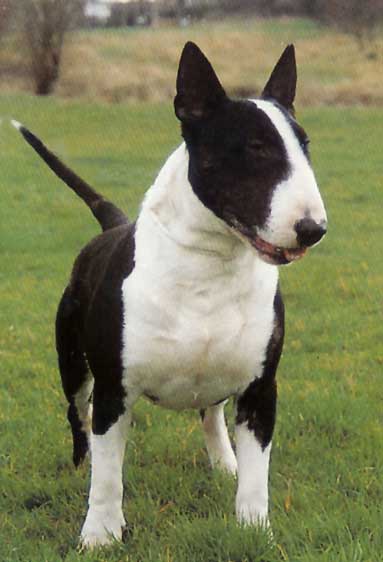 dog from next friday dog from next friday